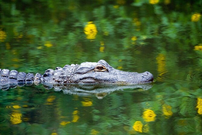 1-Hour Evening Airboat Ride - Where Boggy Creek Airboat Adventures Fits in the Kissimmee Everglades