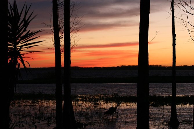 1-Hour Evening Airboat Ride - What Wildlife Watching Really Looks Like After Dark