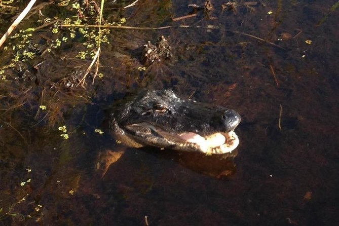 1-Hour Evening Airboat Ride - Price and Value: Is $84.93 for an Hour Fair?