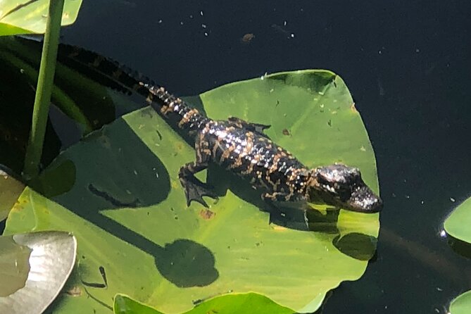 1 Hour Everglades Airboat Tour Orlando Florida - Airboat Views From Stadium-Style Seating