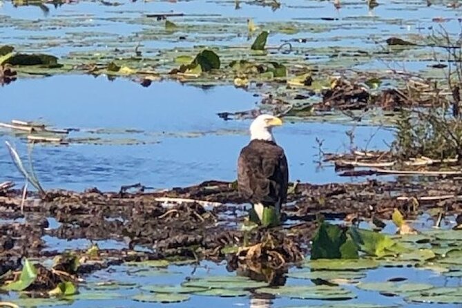 1 Hour Everglades Airboat Tour Orlando Florida - Comfort, Noise, and What to Bring (Actually Useful Tips)