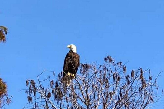 1 Hour Florida Everglades Wildlife Tour - What You Get for Your Money at $58.50