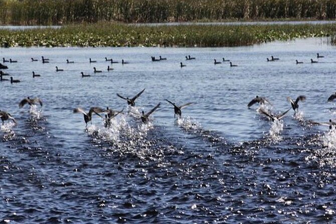 1 Hour Florida Everglades Wildlife Tour - Where You Start: 2830 Neptune Rd in Kissimmee