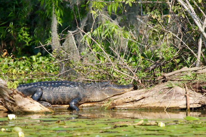 1 Hour Historical Wildlife Tour of The Famous Chain of Lakes - Key points before you go