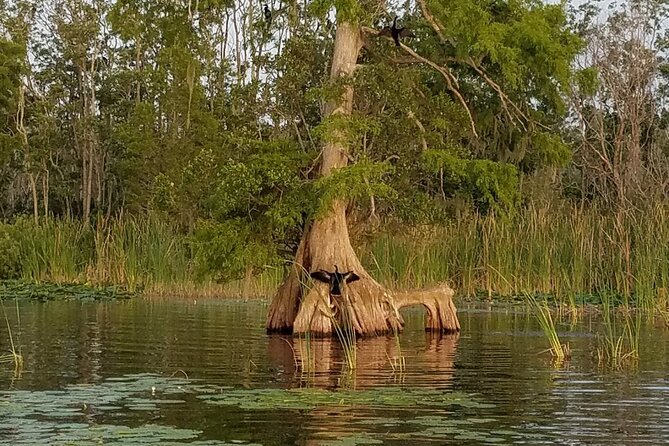 1 Hour Historical Wildlife Tour of The Famous Chain of Lakes - Cypress Gardens and the Florida-shaped pool from Easy to Love