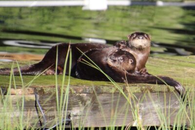 1 Hour Historical Wildlife Tour of The Famous Chain of Lakes - The pontoon ride comfort (and what it means for your photos)