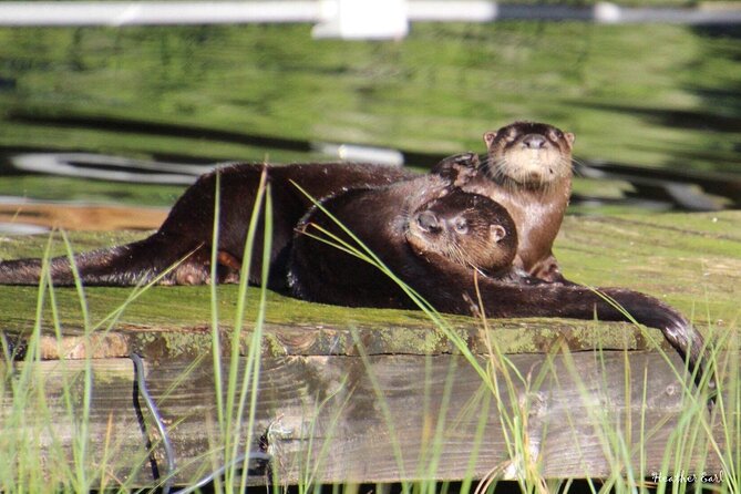 1 Hour Historical Wildlife Tour of The Famous Chain of Lakes - The pontoon ride comfort (and what it means for your photos)