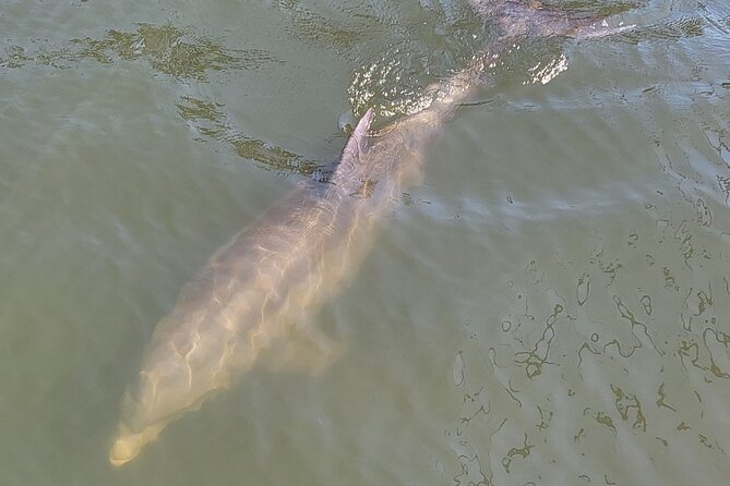 2 hour Dolphin Sightseeing Tour in Melbourne Florida - Historic Dragon Point and the stories that make the ride feel local