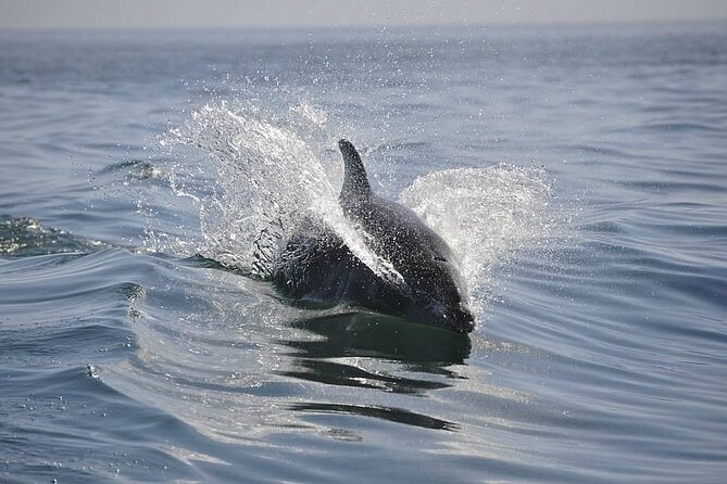 2 hour Dolphin Sightseeing Tour in Melbourne Florida - Should you book this 2-hour dolphin tour with Cruise Cocoa?