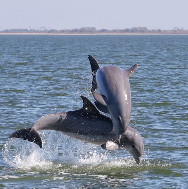 2 Hour Tiki Dolphin Sightseeing Tour in Cocoa Beach - Should You Book This 2-Hour Tiki Dolphin Tour?