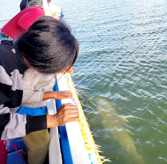 2 Hour Tiki Dolphin Sightseeing Tour in Cocoa Beach - Price and Value: Getting $65 Worth of Wildlife Time