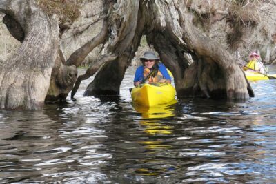 3 Hour Small Group Lake Norris Kayak Activity - How the Out-and-Back Route Actually Works