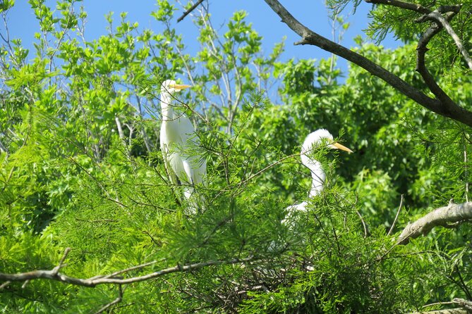 3 Hour Small Group Lake Norris Kayak Activity - Osprey Nest Watching: What to Look for (and How Not to Miss It)