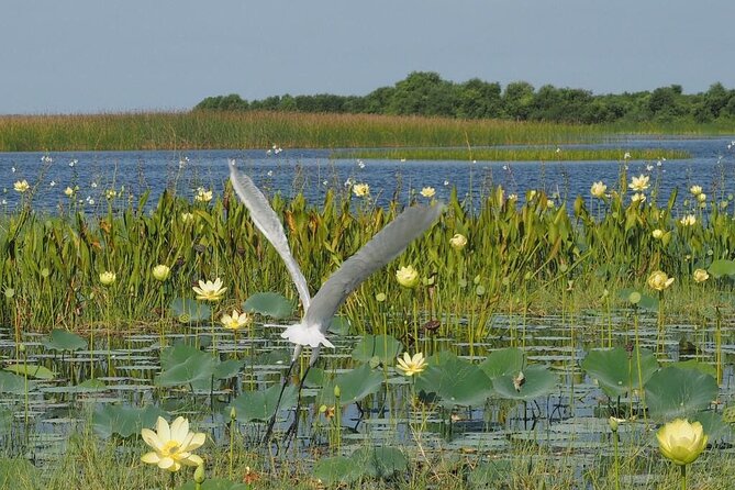 90 Minute Airboat Tour in the Florida Everglades - Key Highlights You Should Know