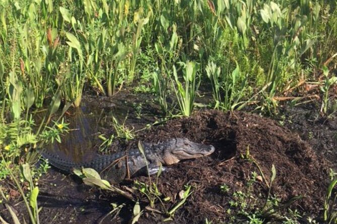 90 Minute Airboat Tour in the Florida Everglades - First Look at the Northern Everglades Airboat Tour From Orlando