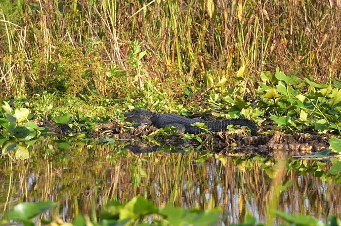 90 Minute Airboat Tour in the Florida Everglades - Getting On Board: Group Size, Comfort, and Sound