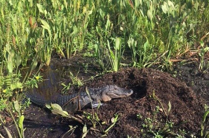 90 Minute Airboat Tour in the Florida Everglades - Stop in the Everglades: Wildlife Education With Real Spotting Time