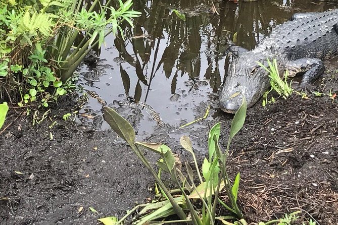 90 minute Everglades Airboat Tour near Orlando Florida - Weather reality: “most weather conditions” still means you should dress like it counts