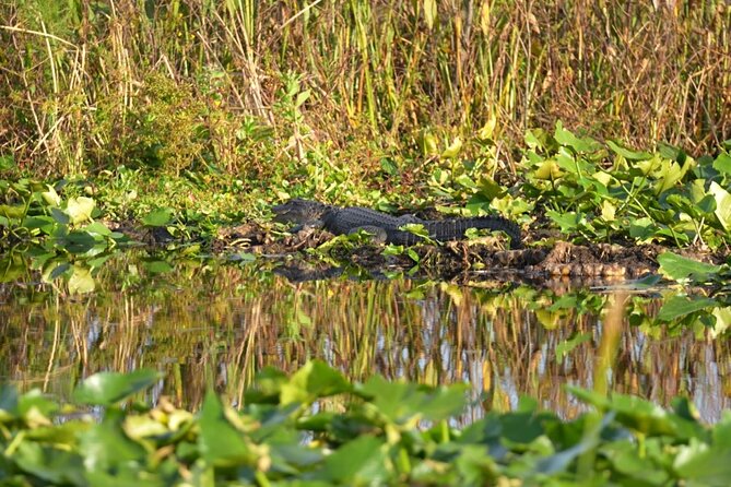 90 Minute Florida Everglades Boat Eco Tour - What you can expect to see on Lake Toho and nearby waters