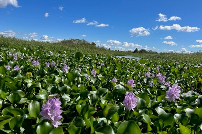 90 Minute Florida Everglades Boat Eco Tour - Pontoon comfort and a small-group vibe (no big-boat chaos)