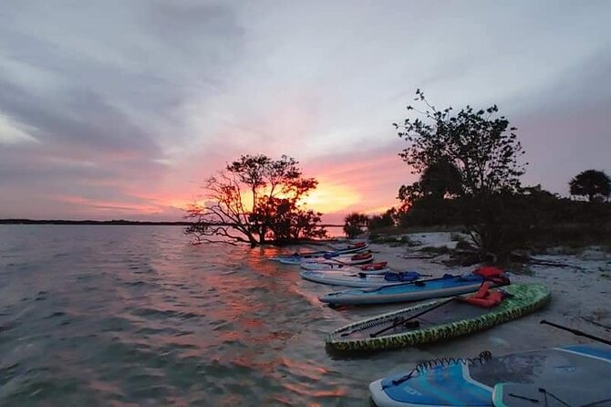Bioluminescence Clear Kayak or Paddleboard Tour Near Orlando - Wildlife searching without turning it into a scavenger hunt