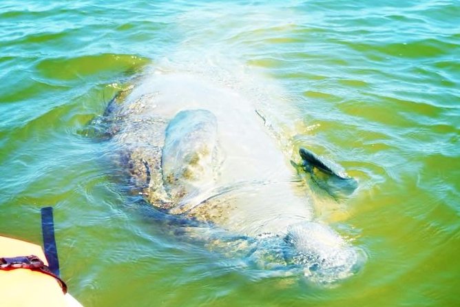 Blue Springs Manatee Tours & Wildlife Adventure Orlando - Where this tour happens, and why the water can look different