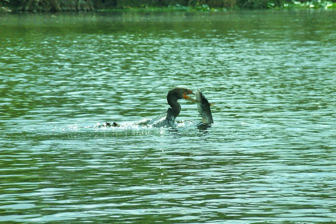 Blue Springs Manatee Tours & Wildlife Adventure Orlando - Getting to Blue Spring and what to do with the time you have