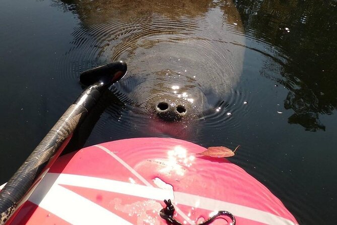 Blue Springs Manatee Tours & Wildlife Adventure Orlando - What you get for $80: value beyond the sticker price