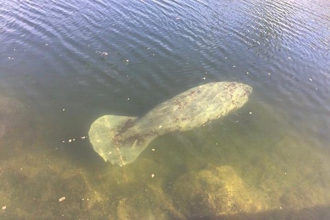 Brevard County Tours, dolphin and manatee tours in Palm Bay, FL - Meet on Bianca Dr and Get Settled on a Small Boat