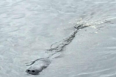 Brevard County Tours, dolphin and manatee tours in Palm Bay, FL - What Happens on the Water: Manatees, Dolphins, Birds, and Alligators