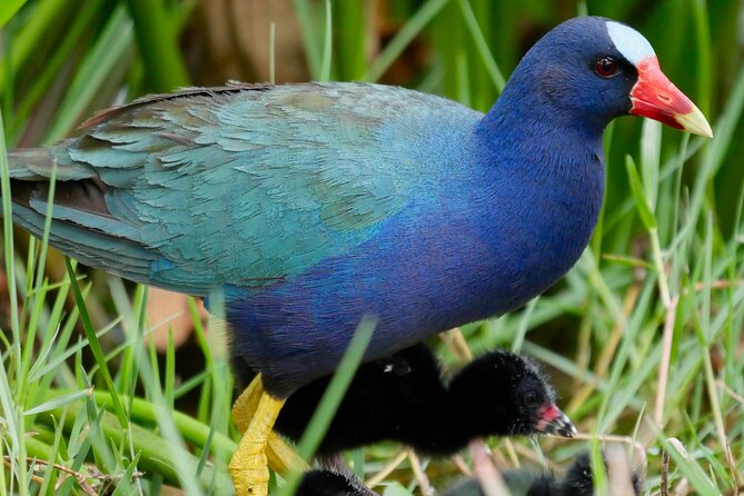 Central Florida Half-Day Private Birding Activity - 2 person max - Key points to know before you go