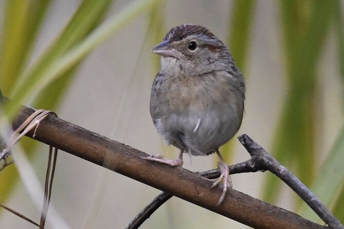 Central Florida Half-Day Private Birding Activity - 2 person max - Orlando private birding: small group, big Florida energy