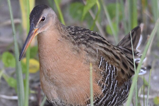 Central Florida Half-Day Private Birding Activity - 2 person max - Three Lakes WMA: where the birding starts (and why it’s worth it)