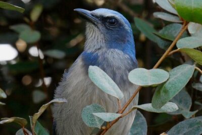 Central Florida Half-Day Private Birding Activity - 2 person max - The 7:00 am start and how pickup actually works