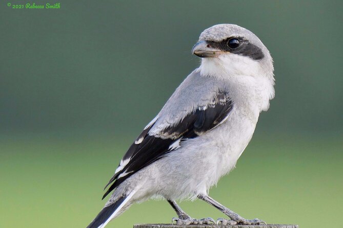 Central Florida Half-Day Private Birding Activity - 2 person max - Price and value: $325 for up to 2 people