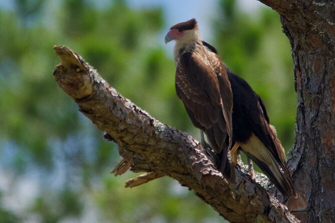 Central Florida Half-Day Private Birding Activity - 2 person max - Weather reality: why cloudy mornings can change the outcome