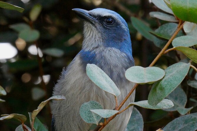 Central Florida Half-Day Private Birding Activity - 2 person max - The 7:00 am start and how pickup actually works