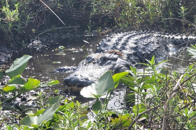 Central Florida's Airboat Rides - What $36.55 buys on this 30-minute airboat in Kissimmee