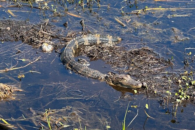 Central Florida's Airboat Rides - Comfort tips: seating, bugs, and getting the most out of 30 minutes