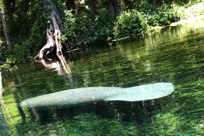 Clear Canoeing and Wildlife Sightseeing at Silver Springs - The self-guided paddle: what your 90-minute route really feels like