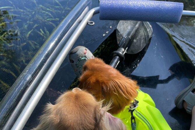 Clear Canoeing and Wildlife Sightseeing at Silver Springs - Meeting point, organizer help, and avoiding the first-day chaos
