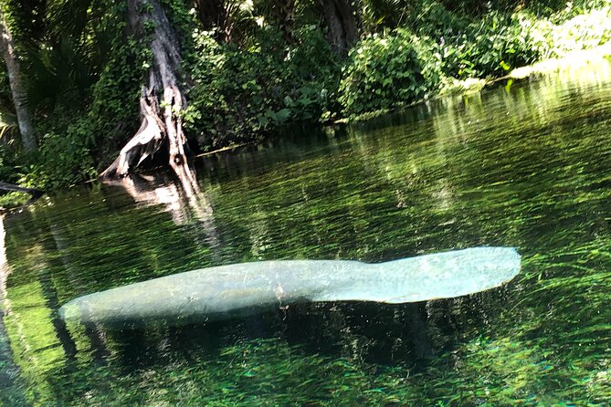 Clear Canoeing and Wildlife Sightseeing at Silver Springs - The self-guided paddle: what your 90-minute route really feels like