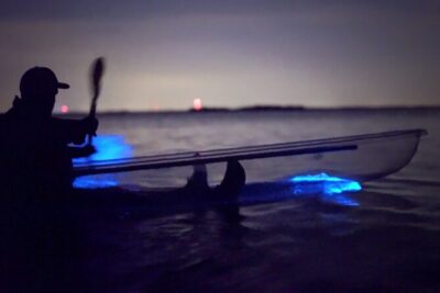 Clear Kayak Bioluminescence Tour - Cocoa Beach - Clear Kayaks + Marine Life Sighting: The Best Part Isn’t the Light Alone