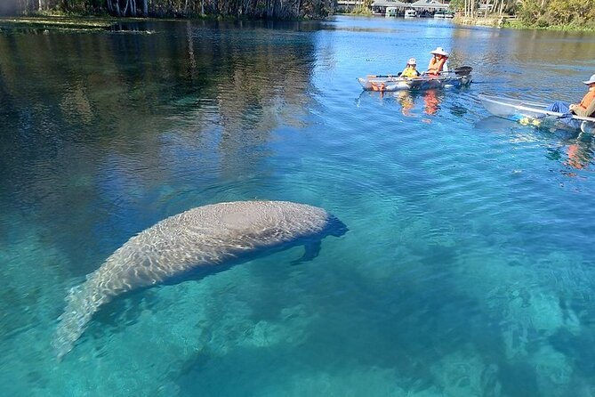 Clear Kayak or Paddleboard Manatee Adventure - Quick take: what makes this paddle work