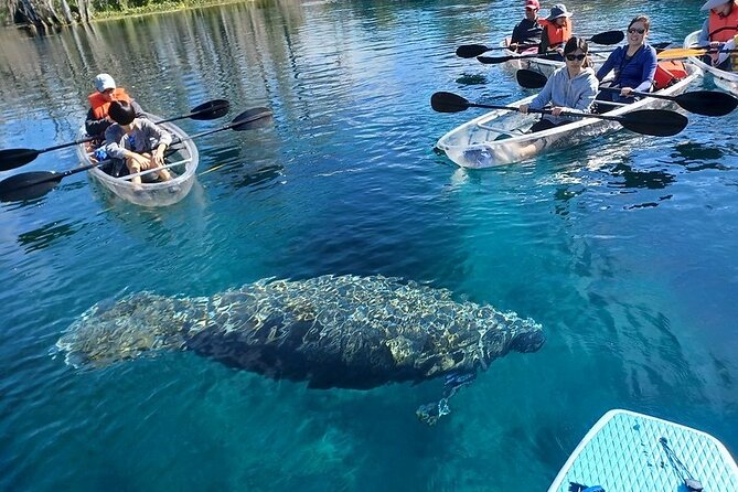 Clear Kayak or Paddleboard Manatee Adventure - Why your guide matters: from Stevie to Roger on the water
