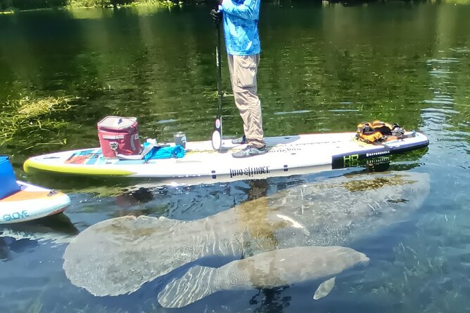 Clear Kayak or Paddleboard Manatee Adventure - Price and value at $80: what’s included and what to budget