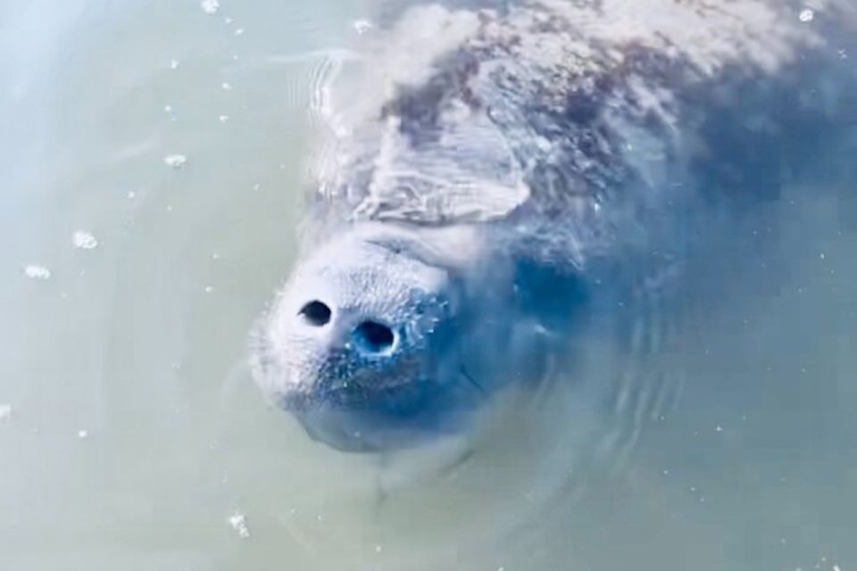 Cocoa Beach: Dolphin and Manatee Kayak or Paddle Tour - Key highlights worth knowing