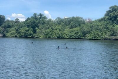 Cocoa Beach: Dolphin and Manatee Kayak or Paddle Tour - Meeting at 4800 Tom Warriner Blvd: simple logistics that can make or break your day