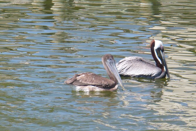 Cocoa Beach Dolphin and Wildlife Tour - Price and Time: Is $47.50 for a 2-Hour Boat Tour Good Value?