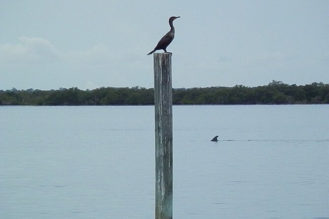 Cocoa Beach Dolphin and Wildlife Tour - Mangroves, Birds, Dolphins, and Manatees: What You’re Actually Looking For